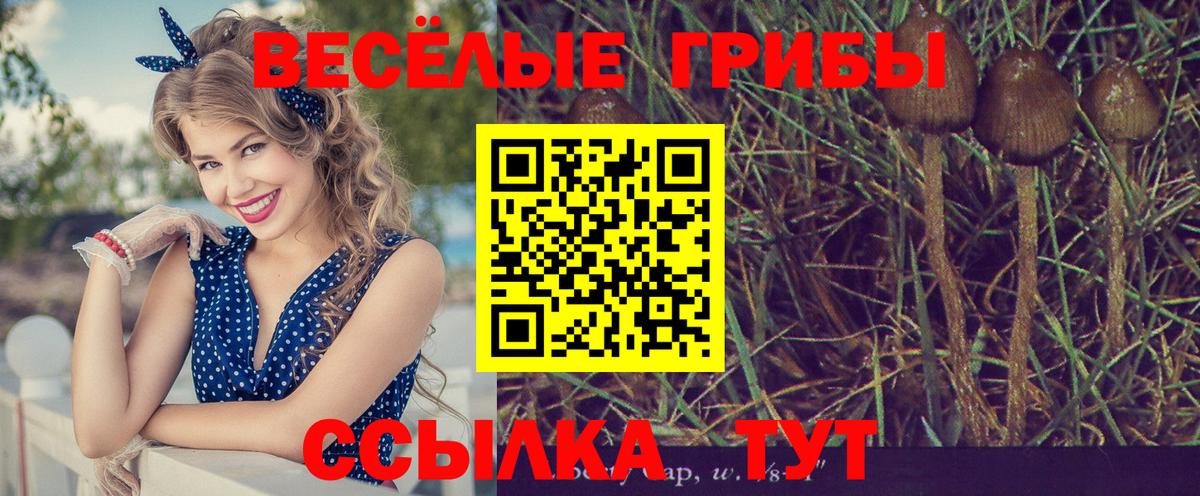 дарнет шоп  Псилоцибиновые грибы Psilocybine cubensis  Конаково  Вход с VPN  Галлюциногенные грибы Magic Shrooms 